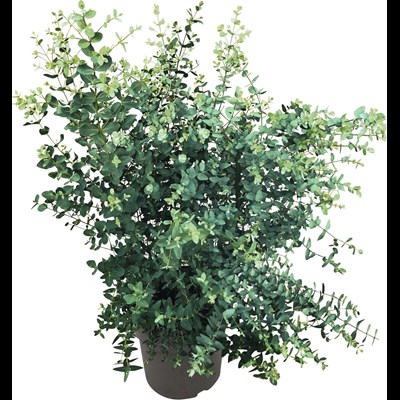 Eucalyptus Gunnii P27 cm