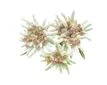 Edelweiss Edelweiss