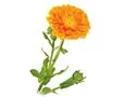 Calendula Calendula