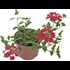 Verbena lierre rouge P10,5 cm