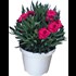 Dianthus Teneriffa P12 cm