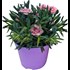 Dianthus Teneriffa P12 cm