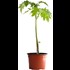 Tomaten Trilly P10,5 cm