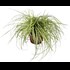 Carex evergold P13 cm