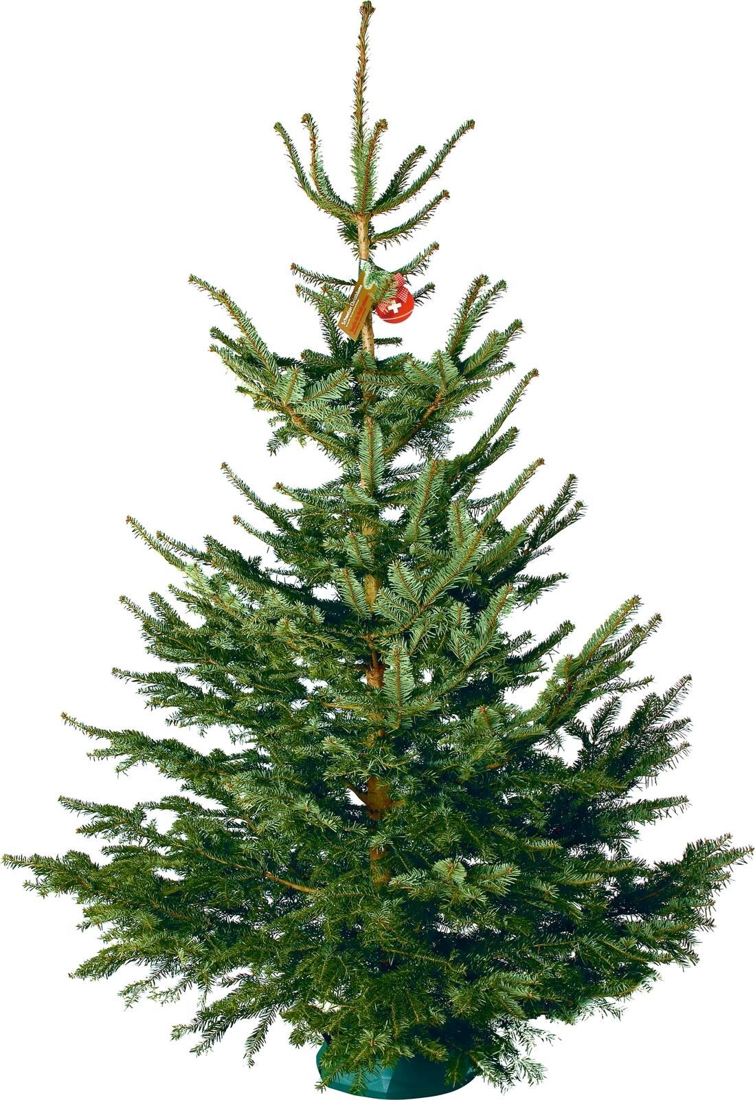 Sapin Nordmann classique 150-200cm Acheter - Sapins de Noël - LANDI