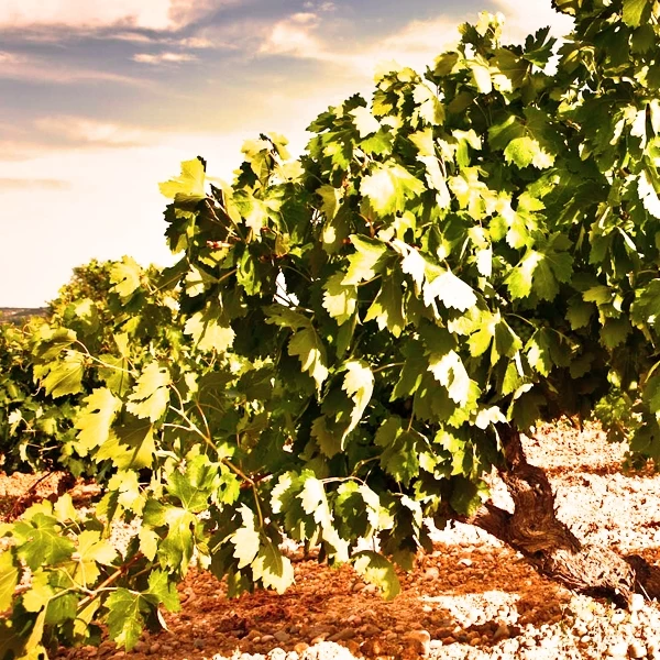 Pata Negra Roble 75cl