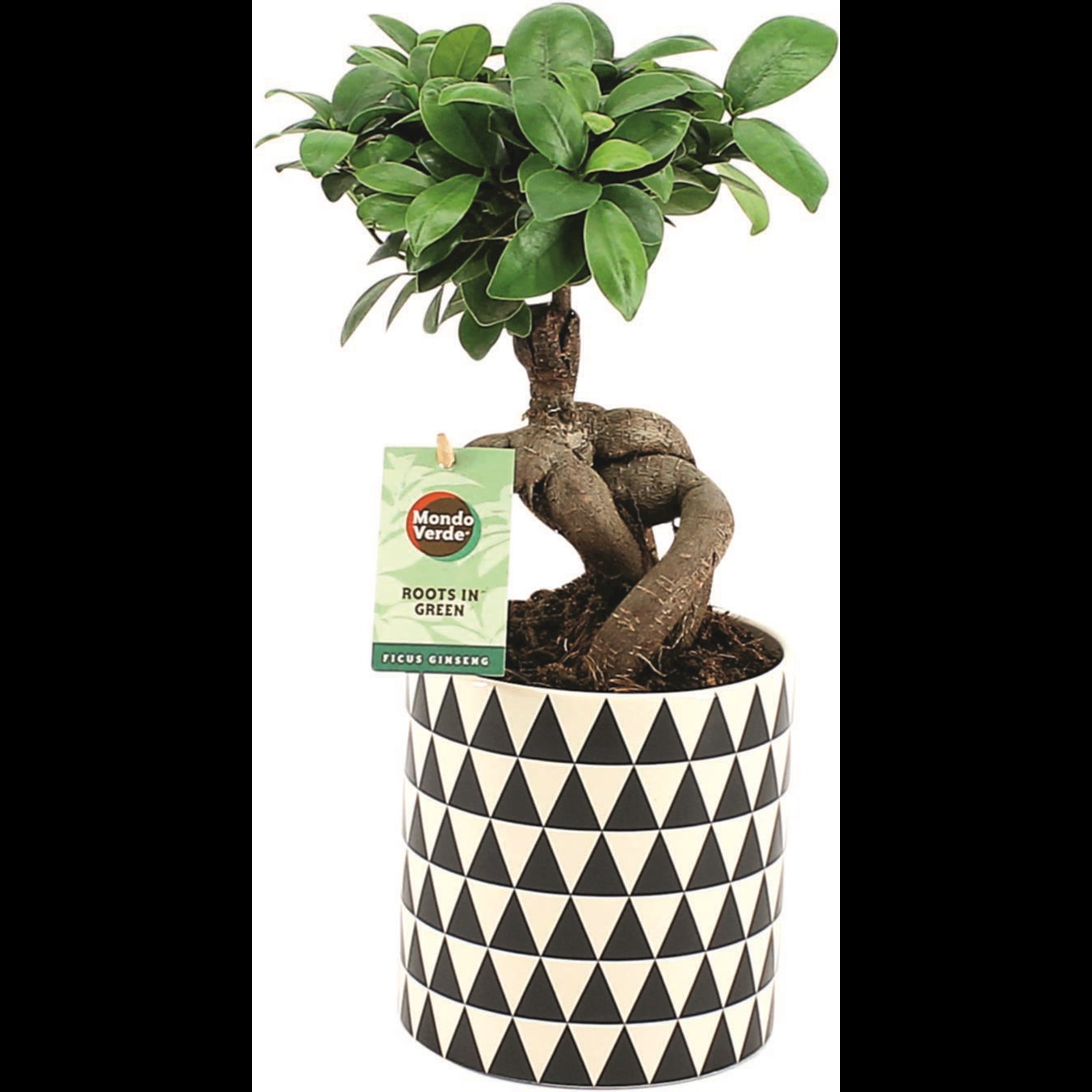 Grünpflanzen i.Keramik P12 Zimmerpflanzen kaufen - LANDI cm 