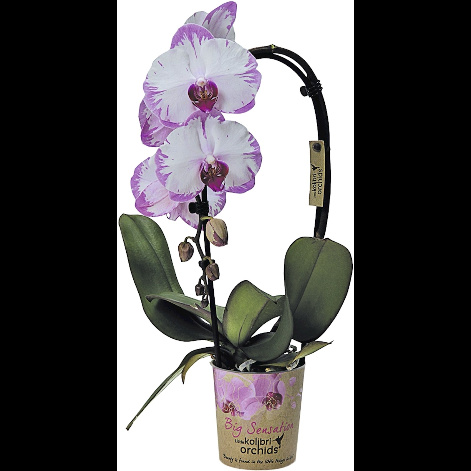 Acheter une orchidée dans une pépinière d'orchidées - Kolibri Company