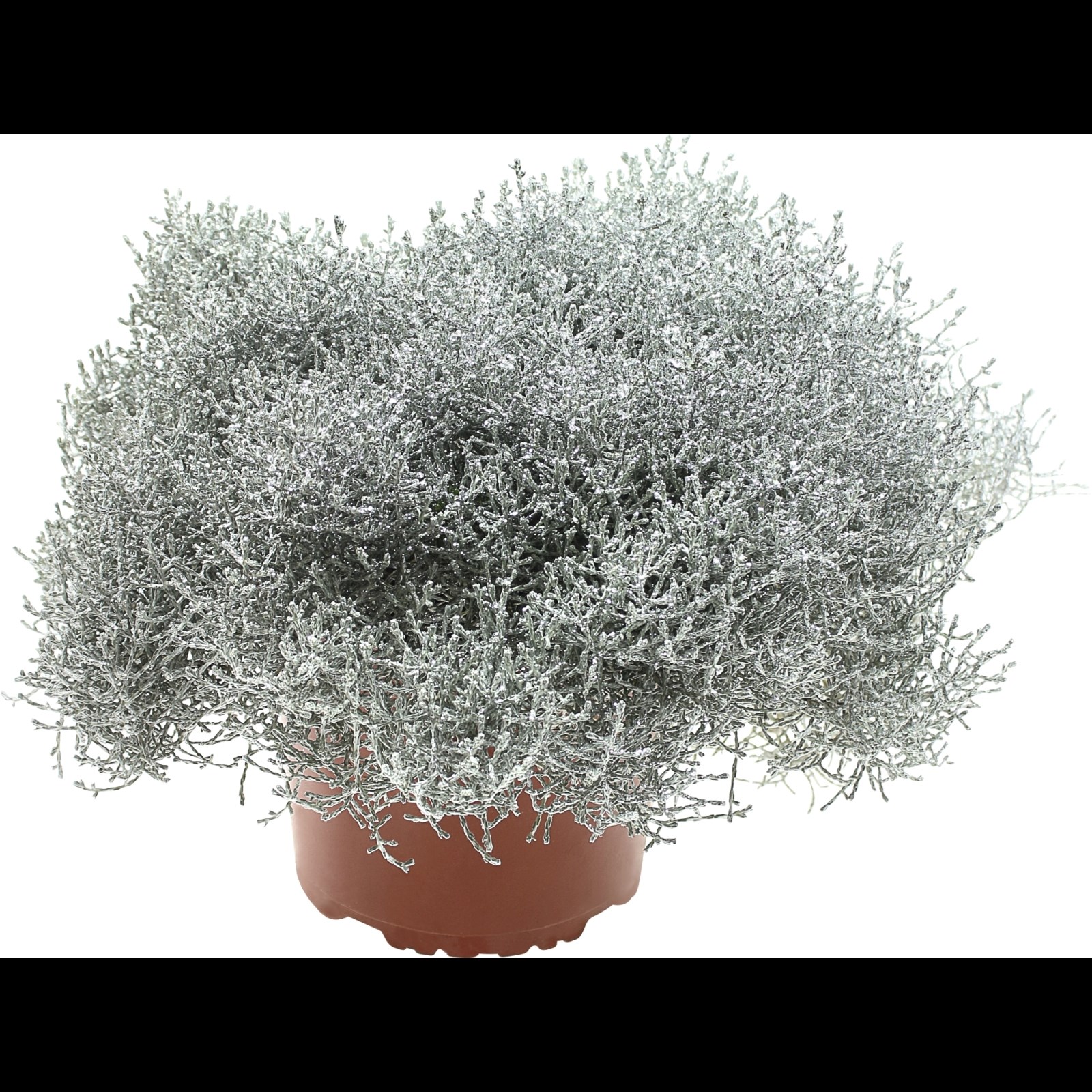 LANDI Beet- u. mit Calocephalus P12 - Einjährige kaufen Glimmer - Balkonpflanzen cm