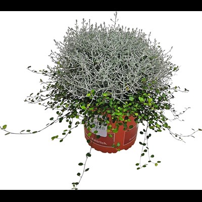 - LANDI Glimmer Einjährige u. - Beet- Balkonpflanzen mit kaufen Calocephalus cm P12
