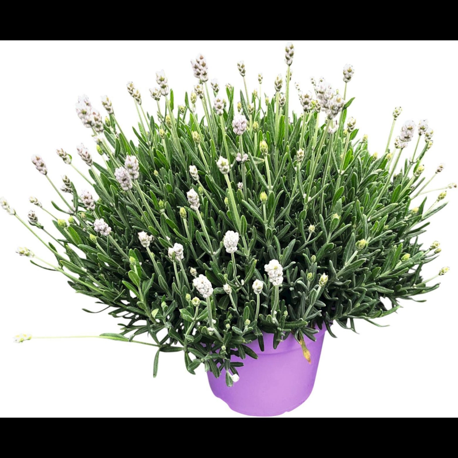 - u. kaufen mehrjährige Pflanzen P17 cm LANDI - Hidecote weiss Kletterpflanzen Lavendel