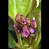 Bergenia cordifolia rosa P1 l