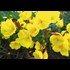 Oenothera fruticosa jaune P1 l