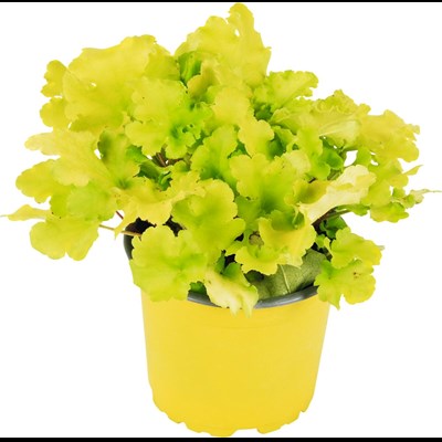 Heuchera jaune/vert P12 cm