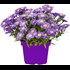 Aster dumosus violett P15 cm