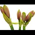 Amaryllis bouquet 3 pcs