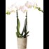 Phalaenopsis Multiflora 2 Rispen P9 cm