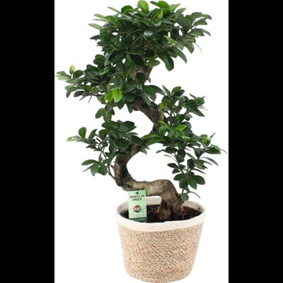 Ficus Ginseng Noah Korb P22 cm