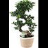 Ficus Ginseng Noah Korb P22 cm