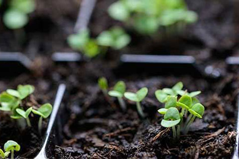 Tipps für Ihren Garten - LANDI