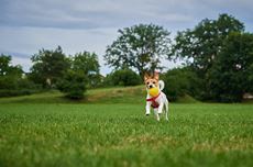 Jouets pour le chien