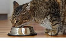 Aliment pour chats