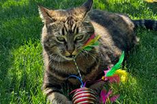 Jouets pour chats